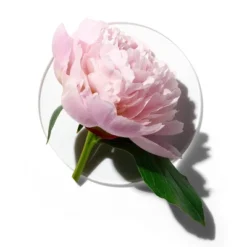 Clinique My Happy Peony Picnic Perfume Spray - 0.5 Fl Oz - Ulta Beauty